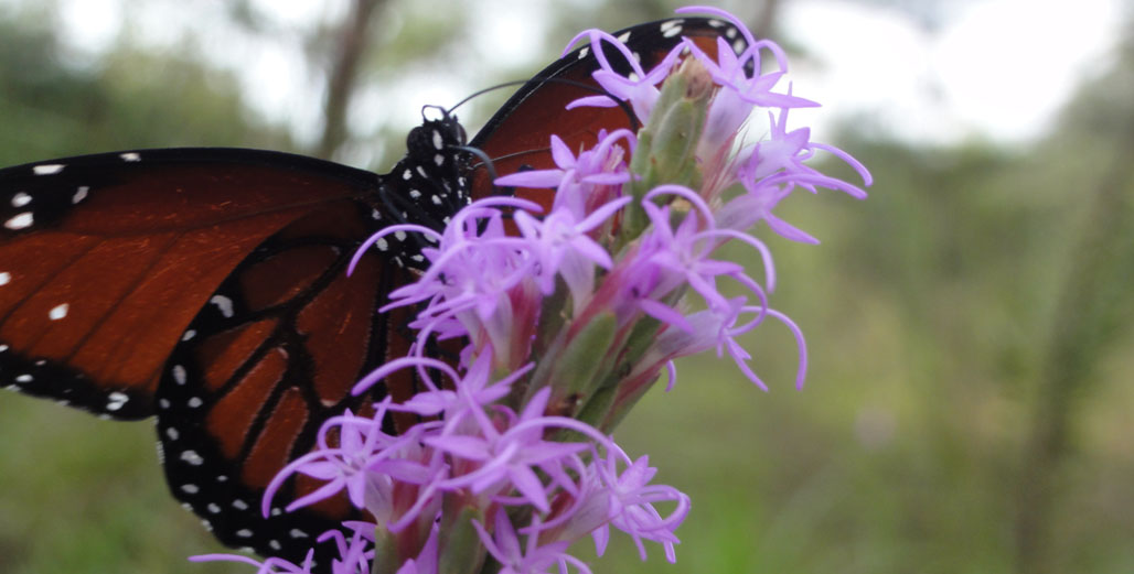 Monarch Butterfly