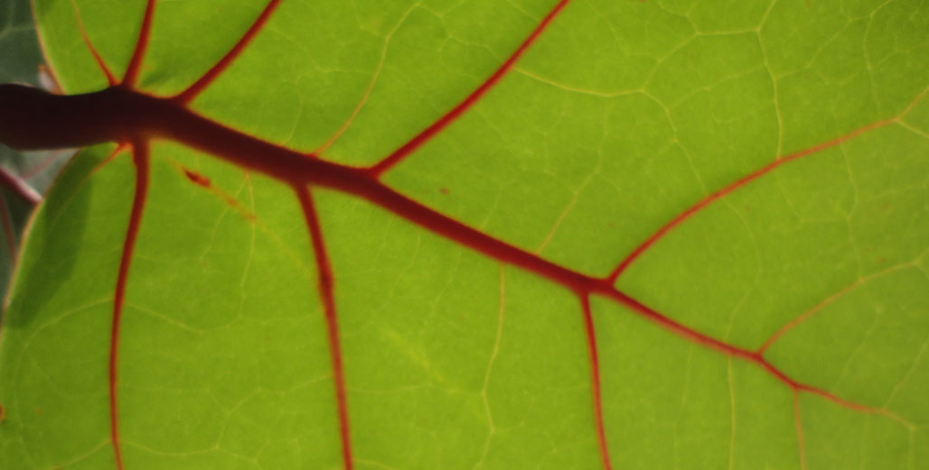 Sea Grape Leaf